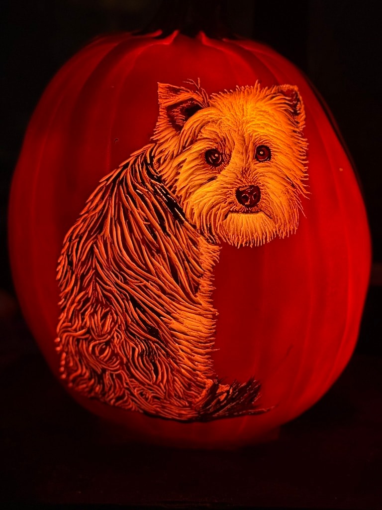The Yorkie