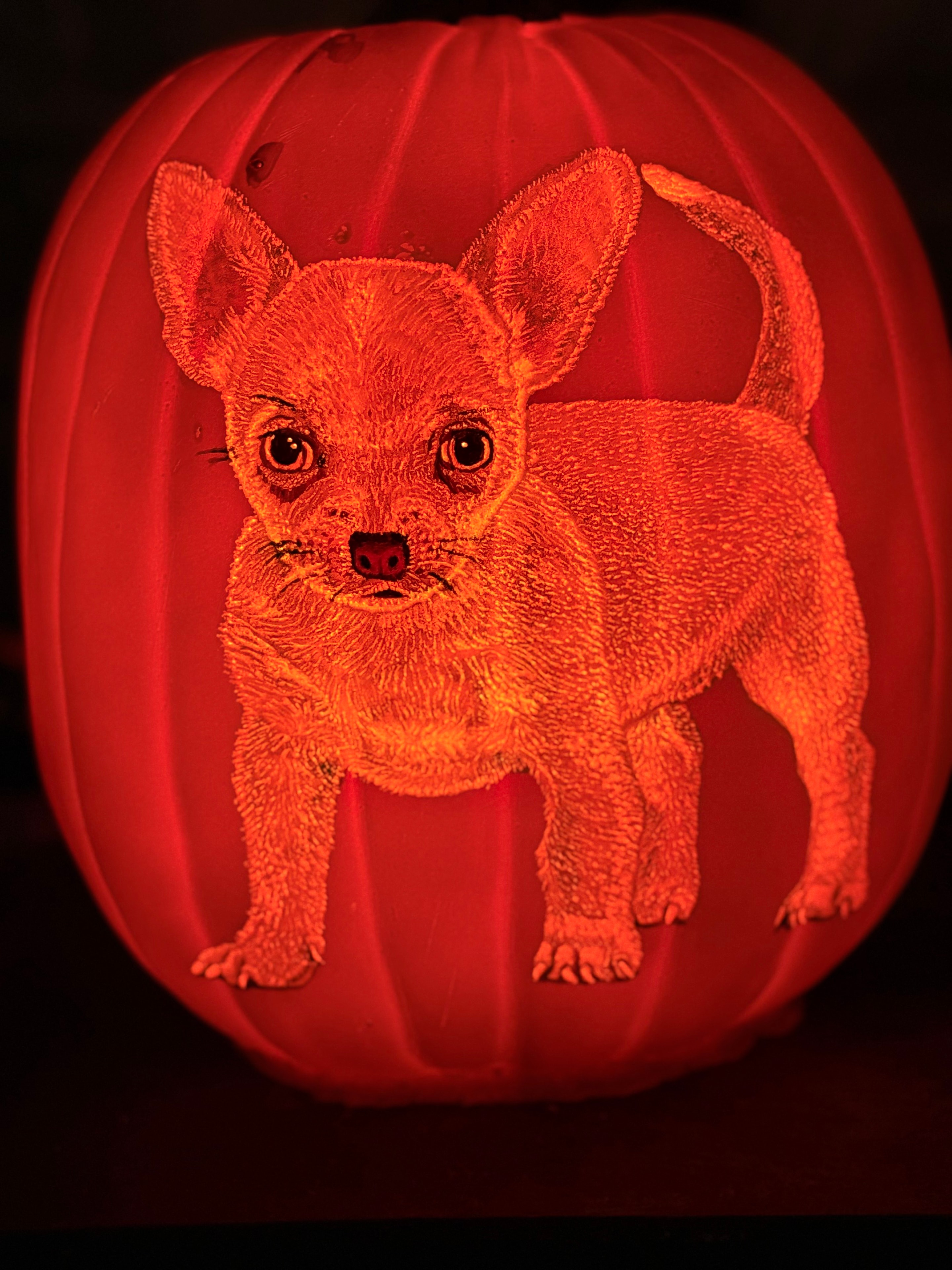 The Chihuahua